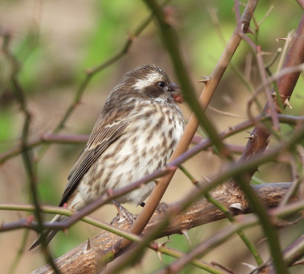 Purple Finch - ML645965862