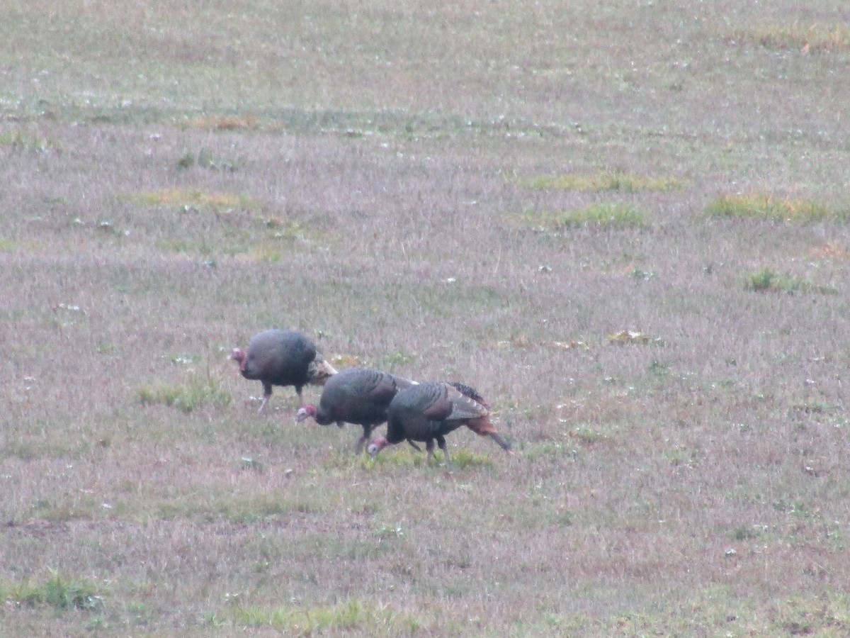 Wild Turkey - ML645965876