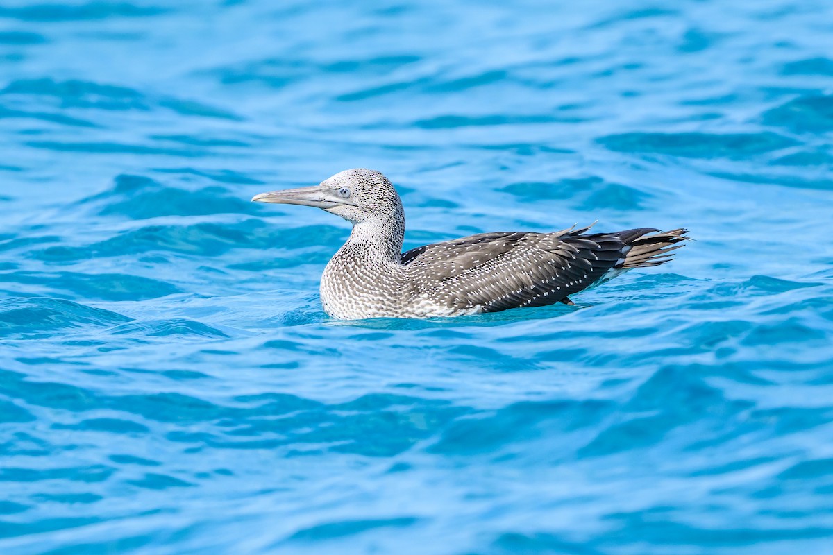 Northern Gannet - ML645965877