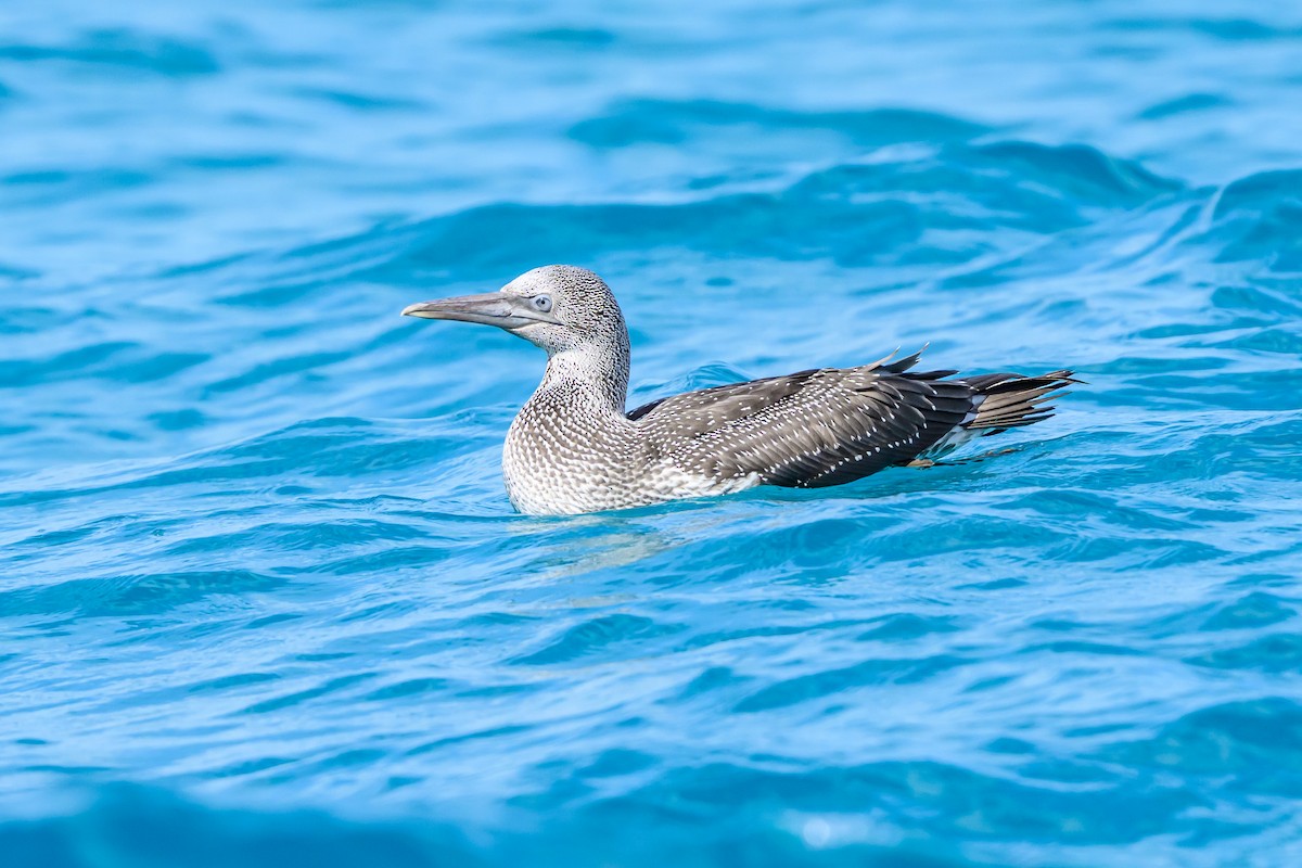 Northern Gannet - ML645965878