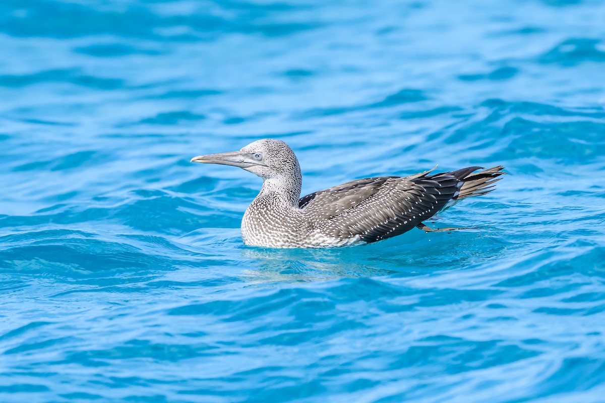 Northern Gannet - ML645965879