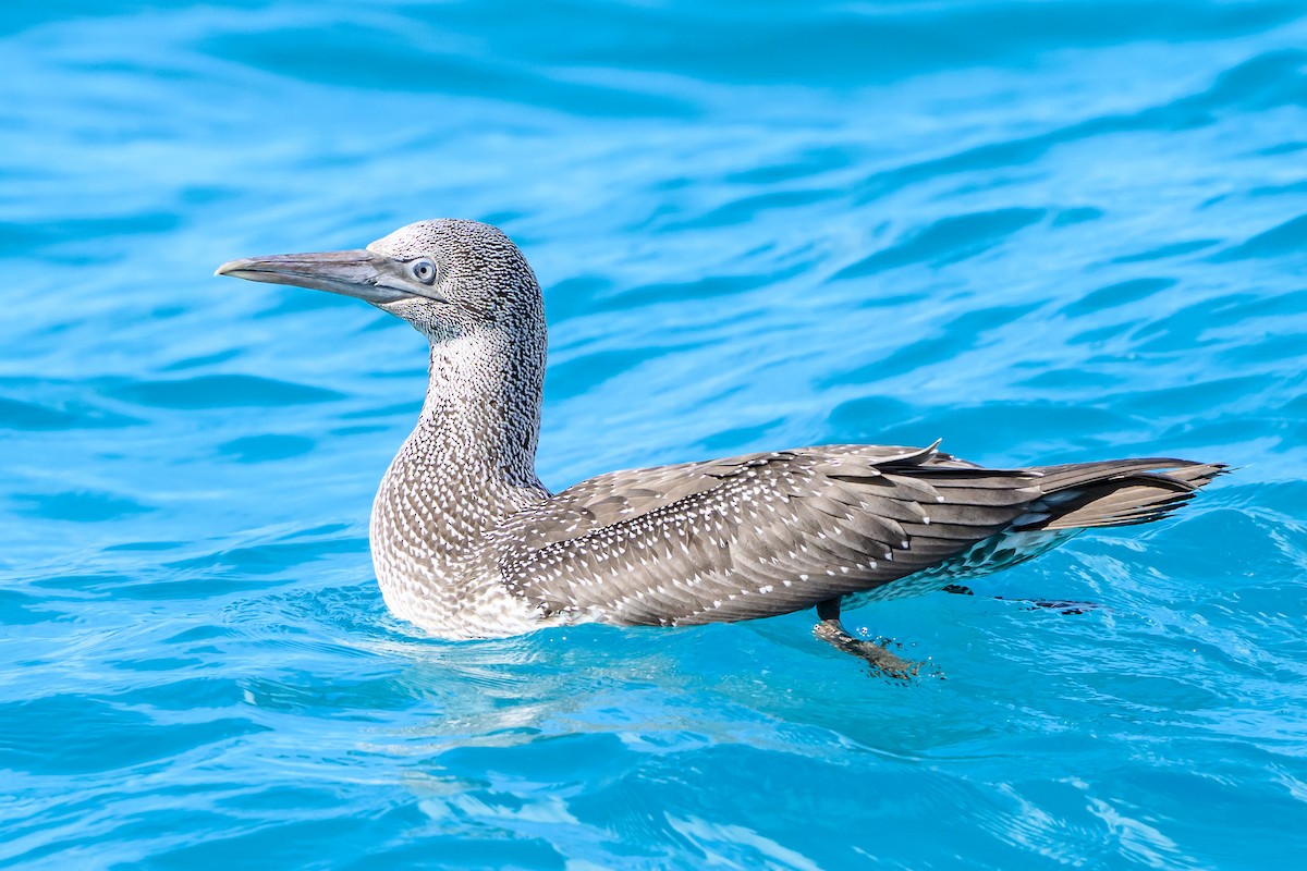 Northern Gannet - ML645965880