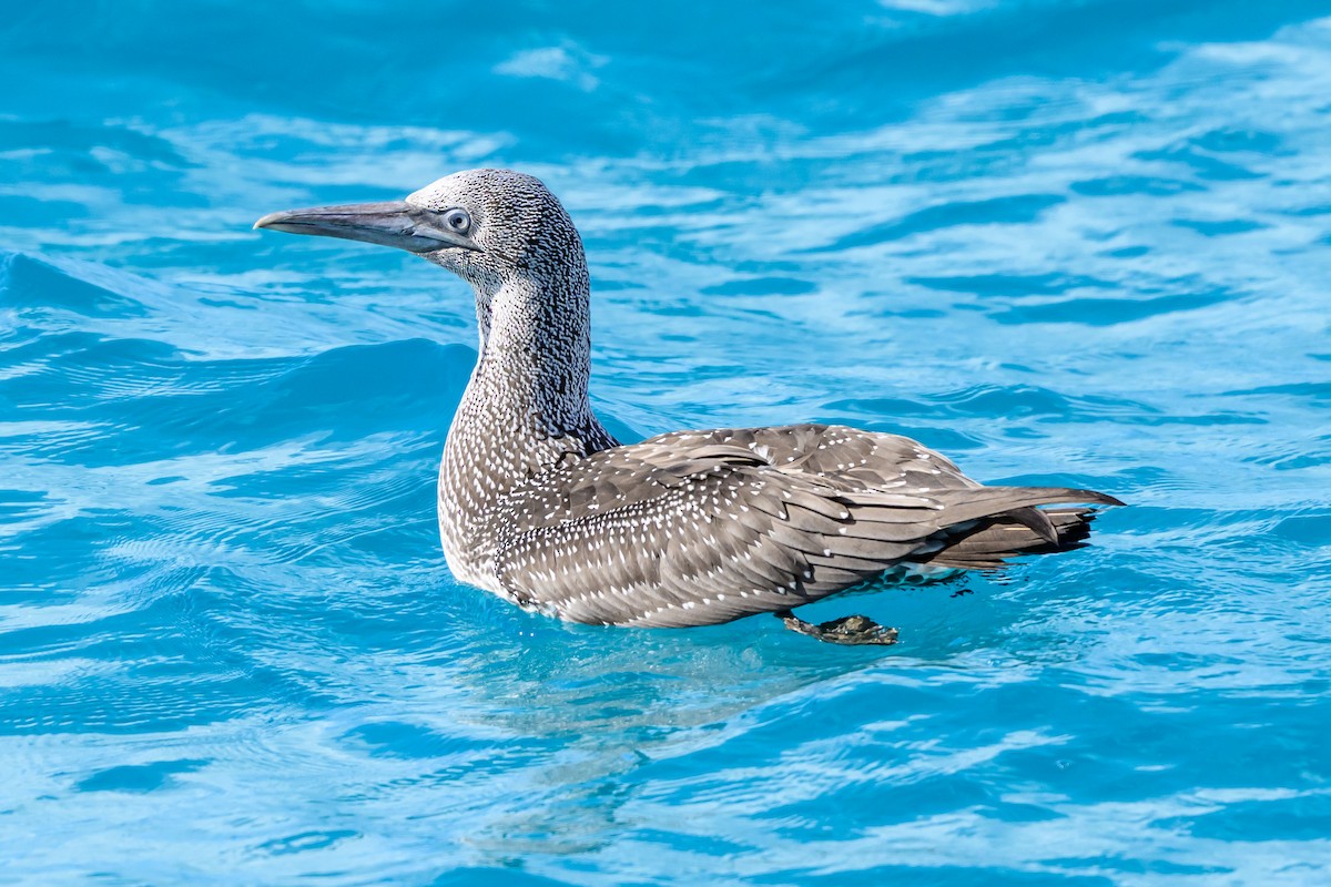 Northern Gannet - ML645965881