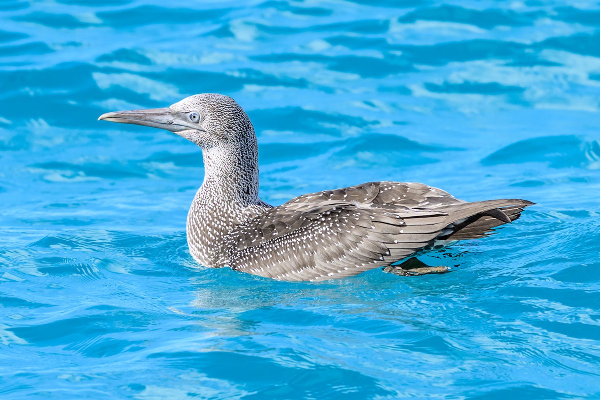 Northern Gannet - ML645965882