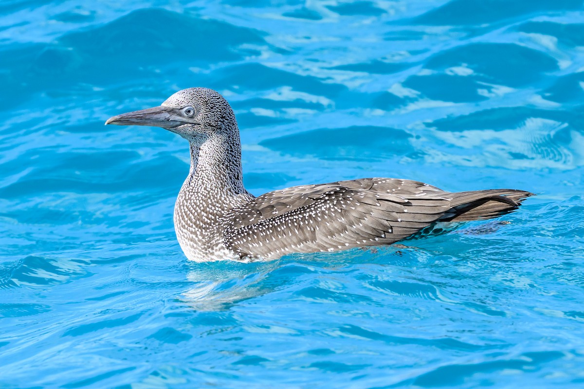 Northern Gannet - ML645965883