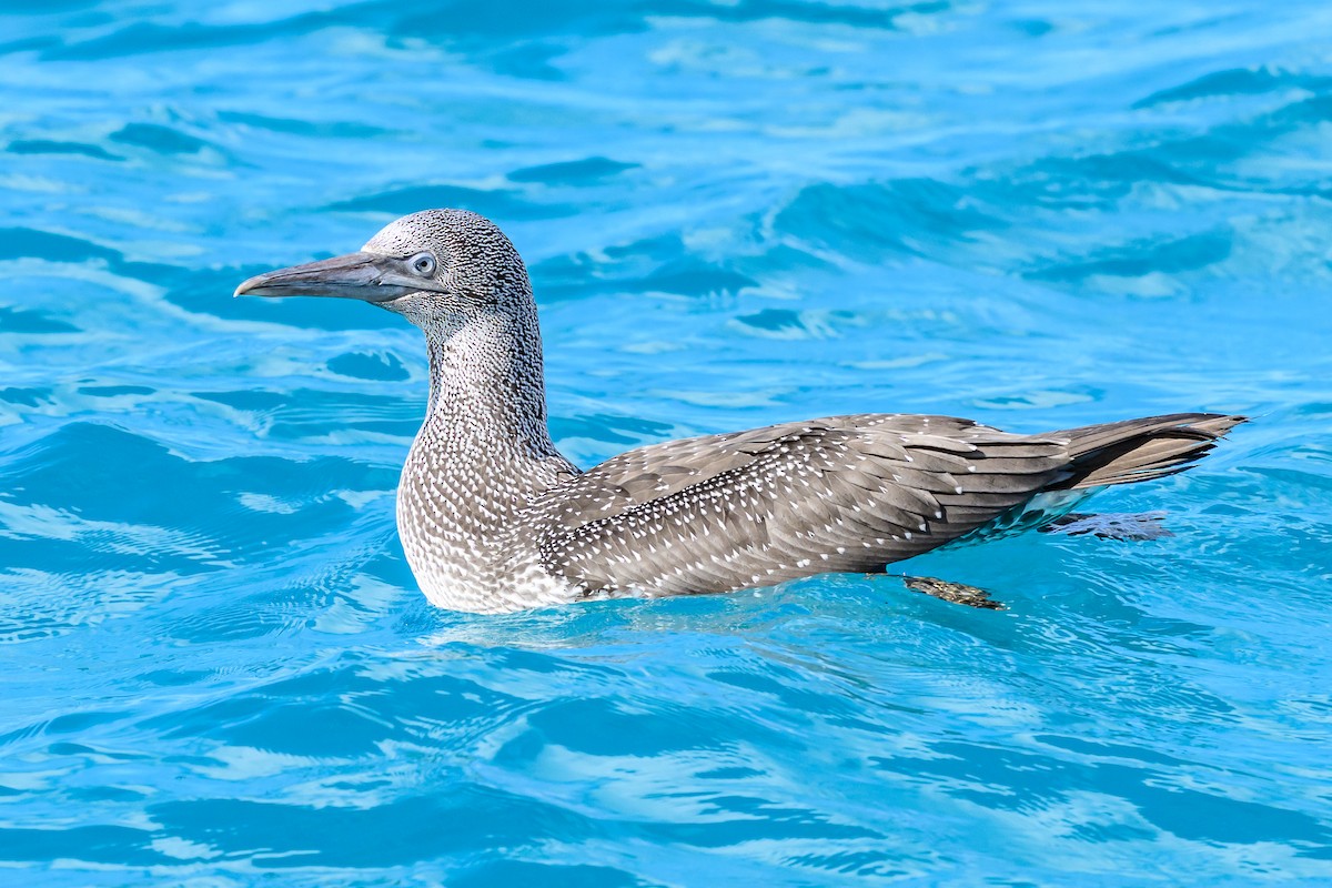 Northern Gannet - ML645965884