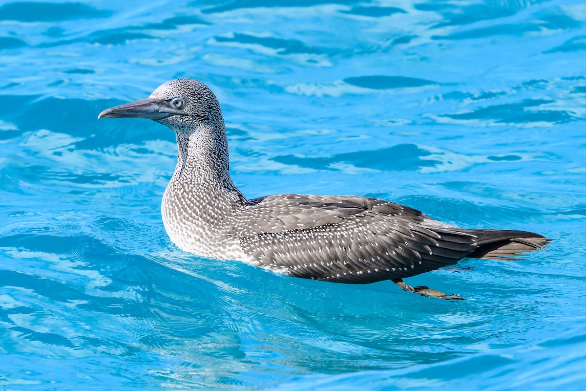 Northern Gannet - ML645965885