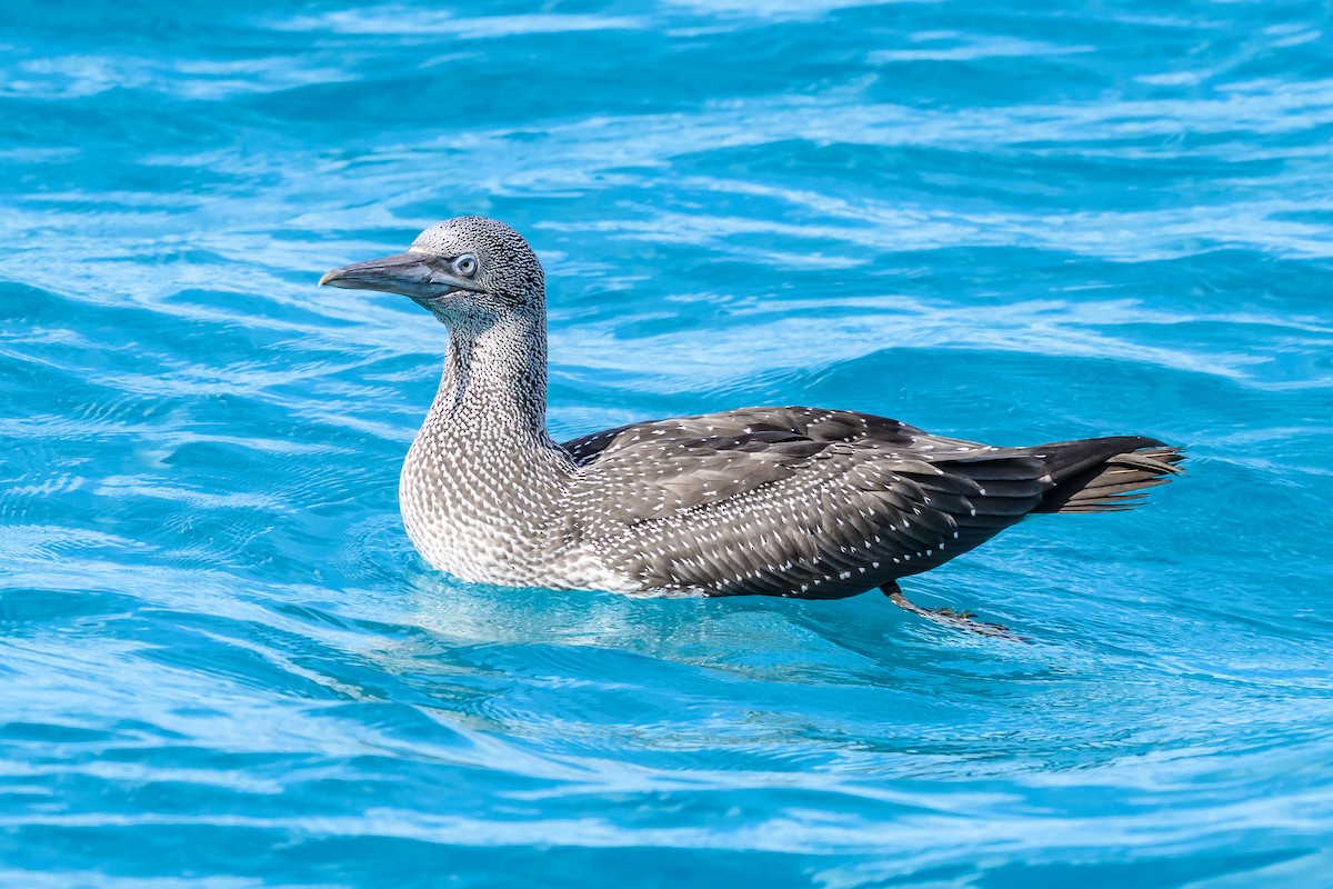 Northern Gannet - ML645965886