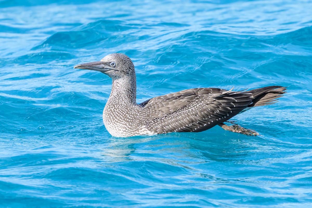 Northern Gannet - ML645965887