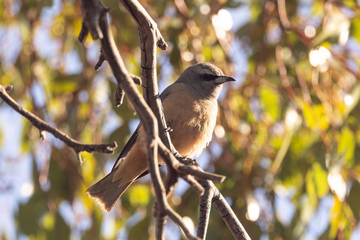 White-browed Woodswallow - ML645965888