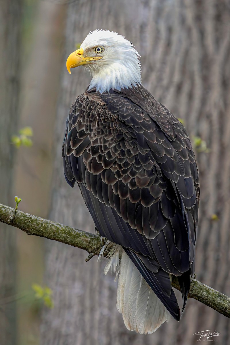 עיטם לבן-ראש - ML645965896