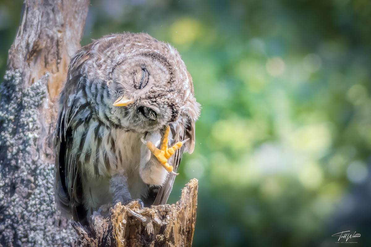 Barred Owl - ML645965902
