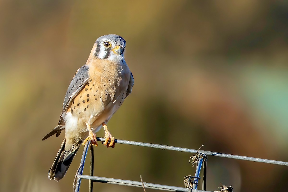 American Kestrel - ML645965910