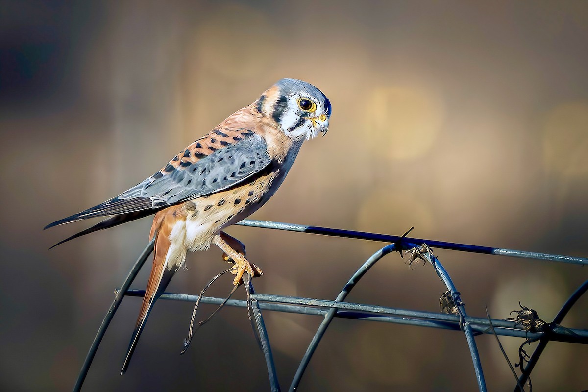 American Kestrel - ML645965911