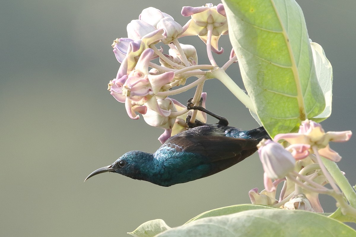 צופית סגולה - ML645965912