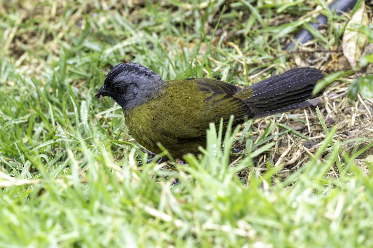 Large-footed Finch - ML645965920