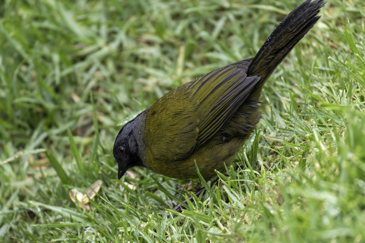 Large-footed Finch - ML645965921