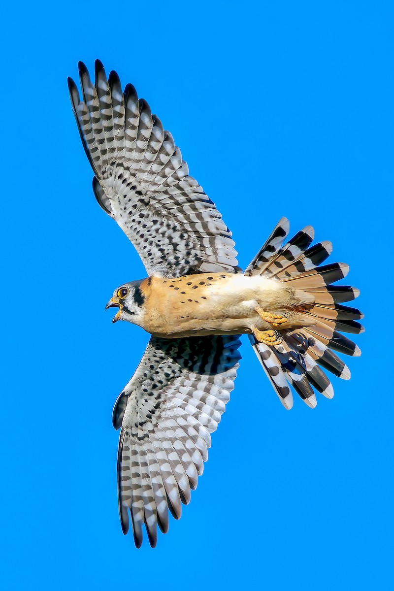 American Kestrel - ML645965926