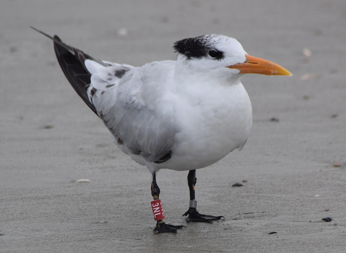 Royal Tern - ML645965927