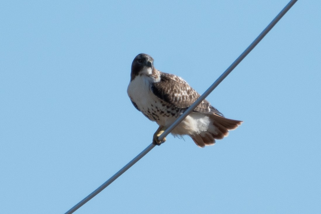 Red-tailed Hawk - ML645965931