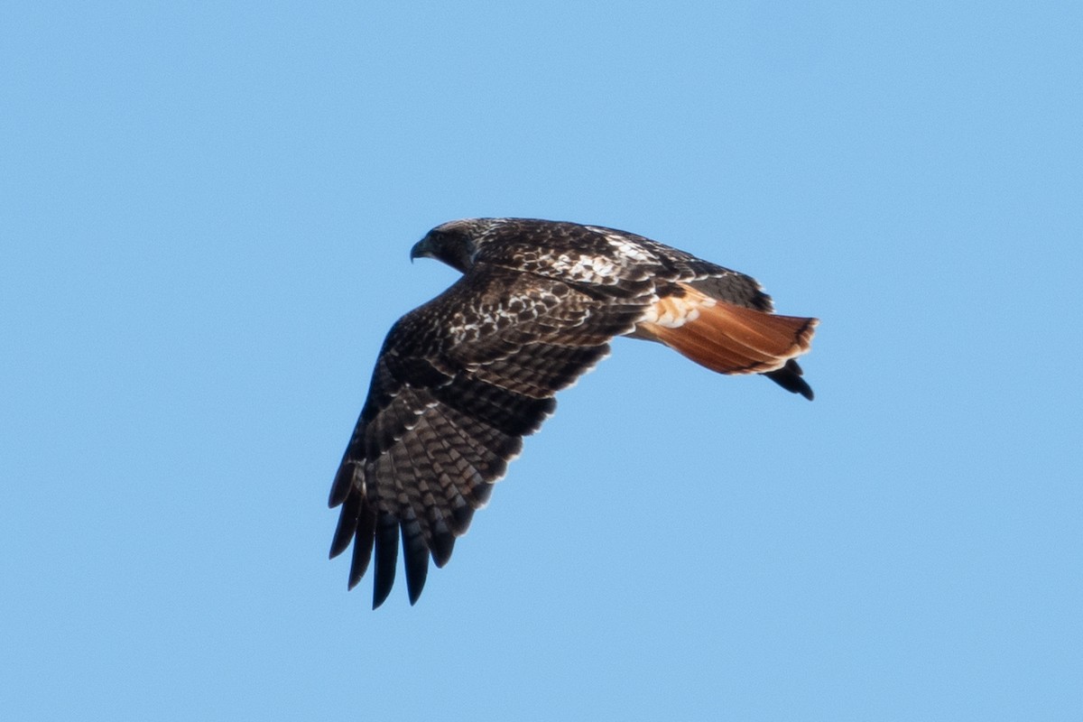 Red-tailed Hawk - ML645965932