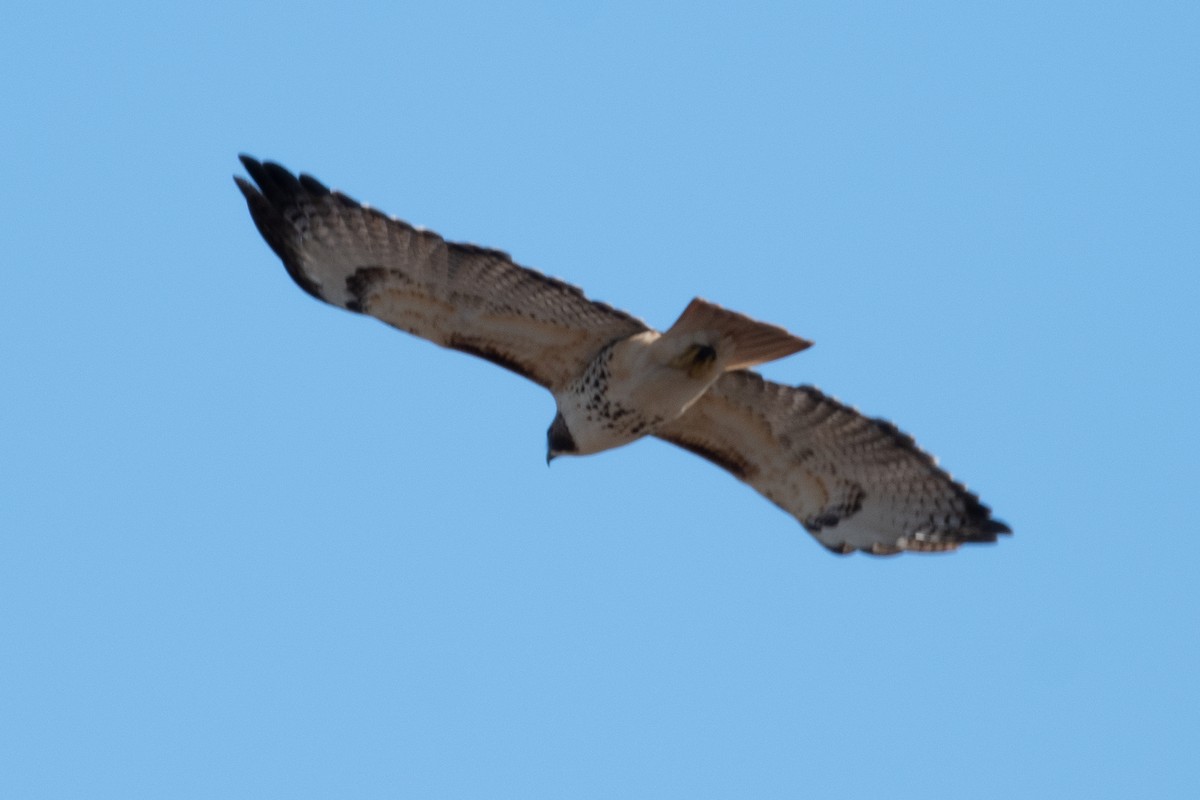 Red-tailed Hawk - ML645965934