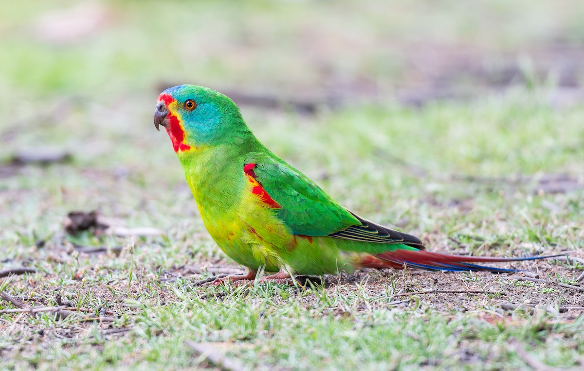 Swift Parrot - ML645965970