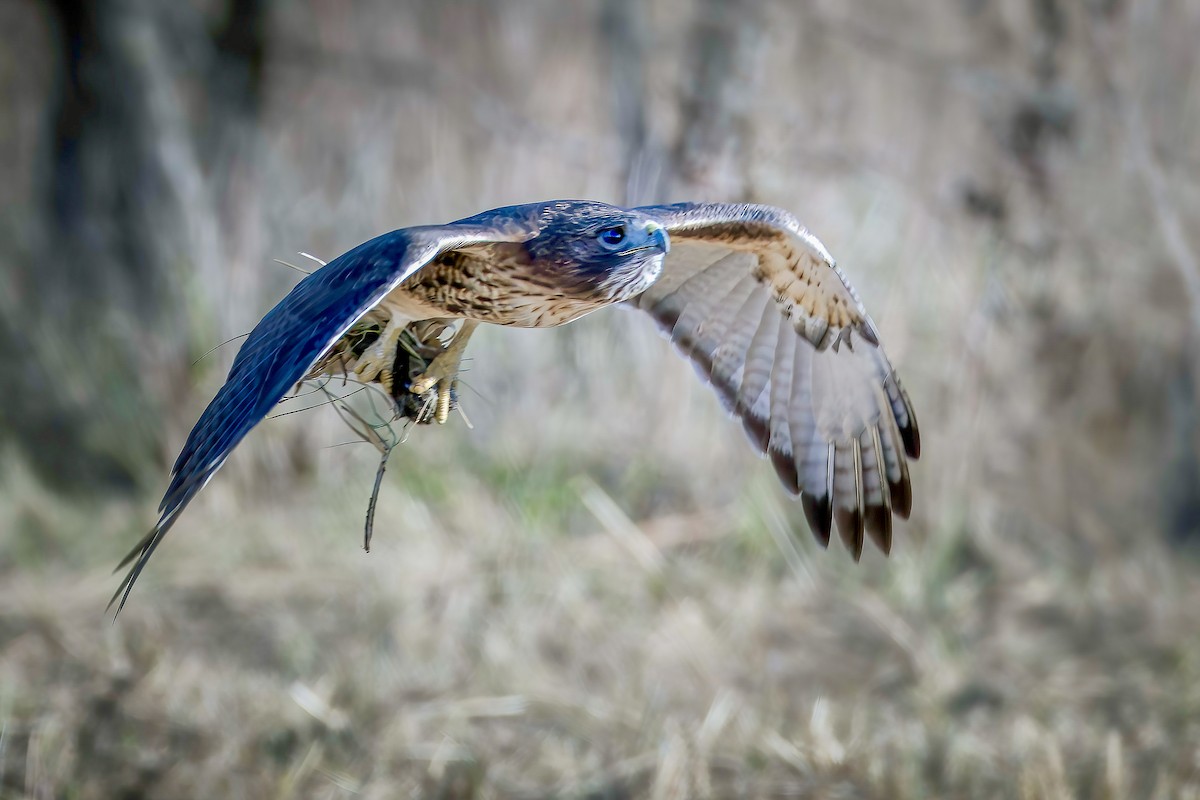 Red-tailed Hawk - ML645966008