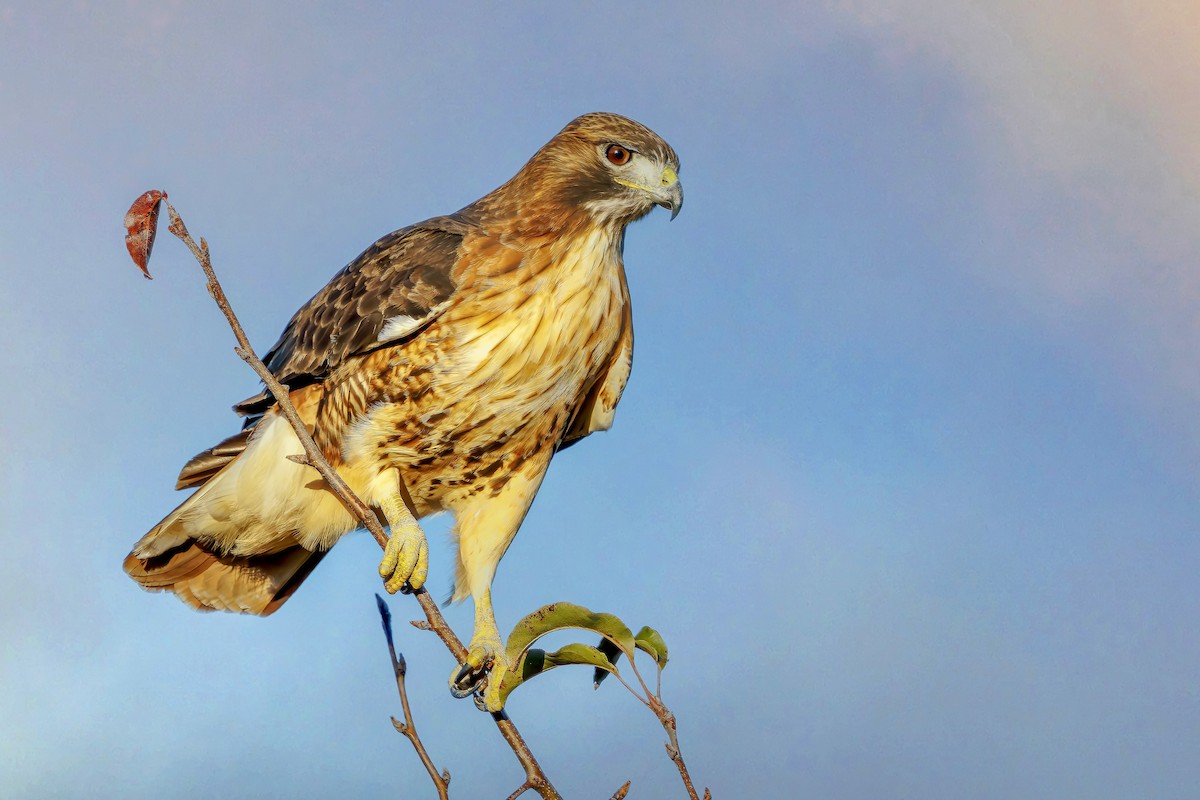 Red-tailed Hawk - ML645966009