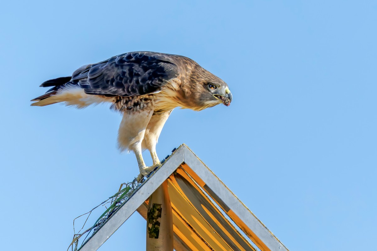 Red-tailed Hawk - ML645966010
