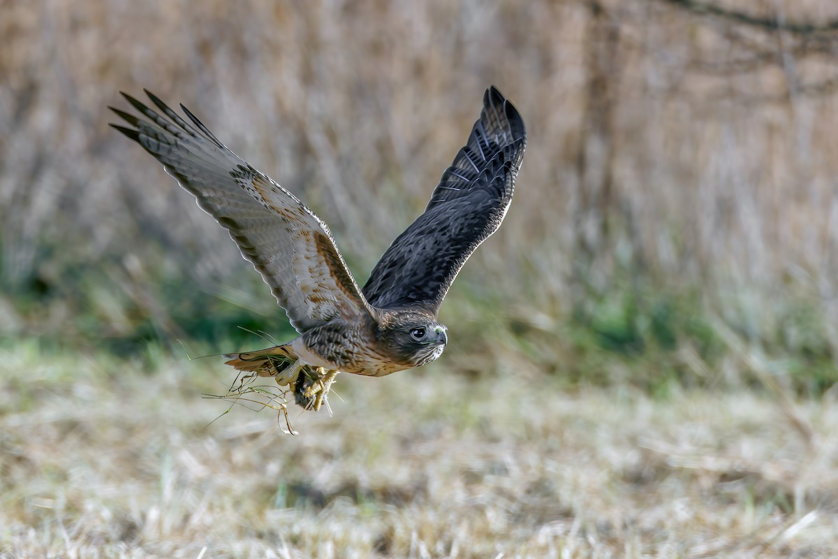 Red-tailed Hawk - ML645966011