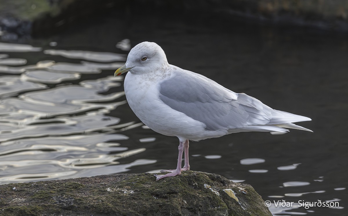 Iceland Gull - ML645966014