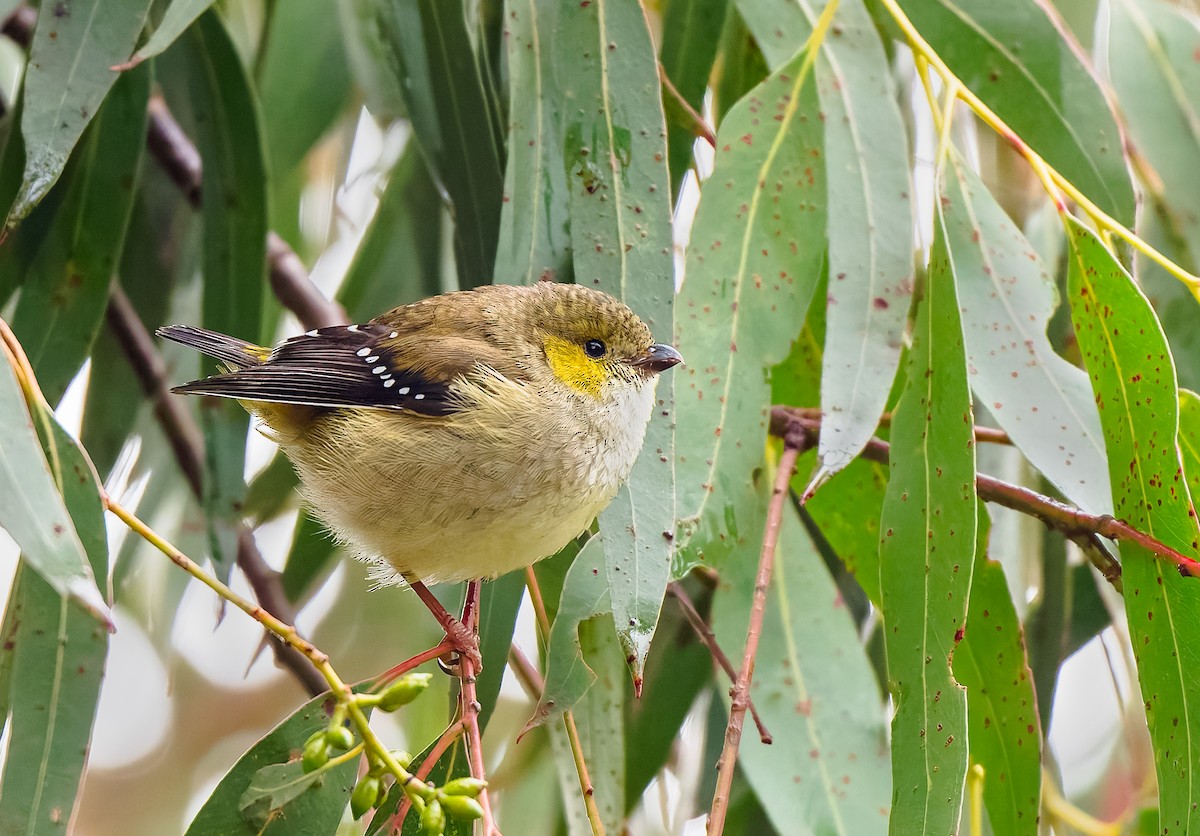 Forty-spotted Pardalote - ML645966018
