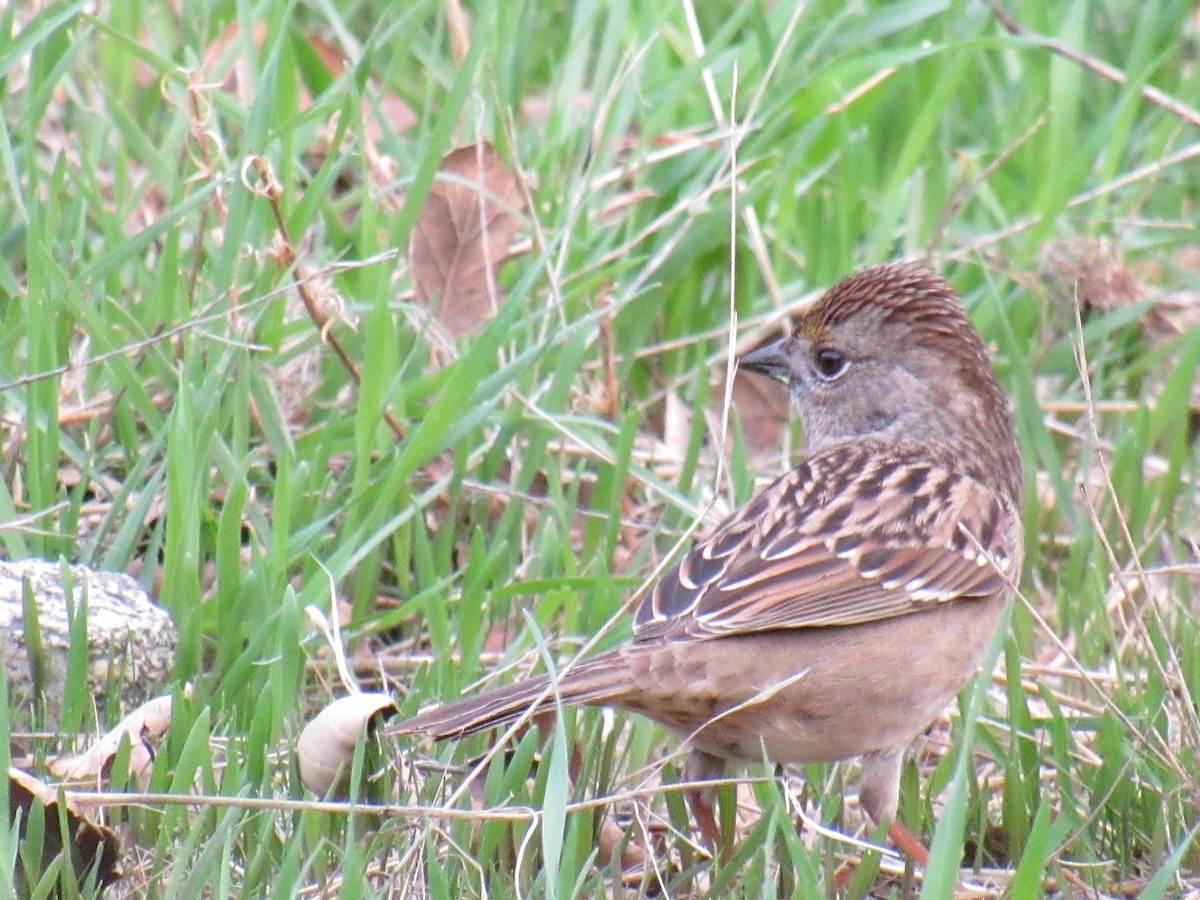 Golden-crowned Sparrow - ML645966021