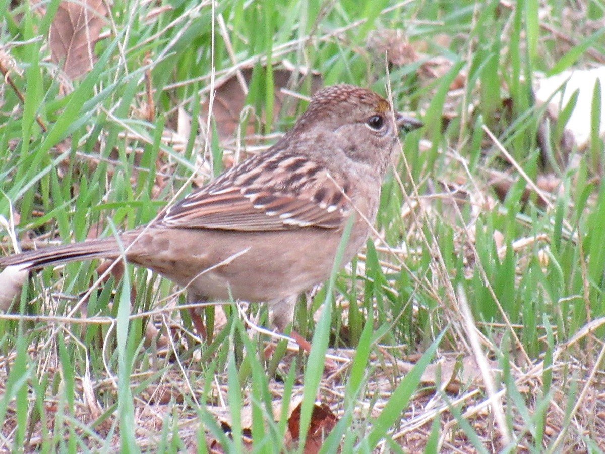 Golden-crowned Sparrow - ML645966022