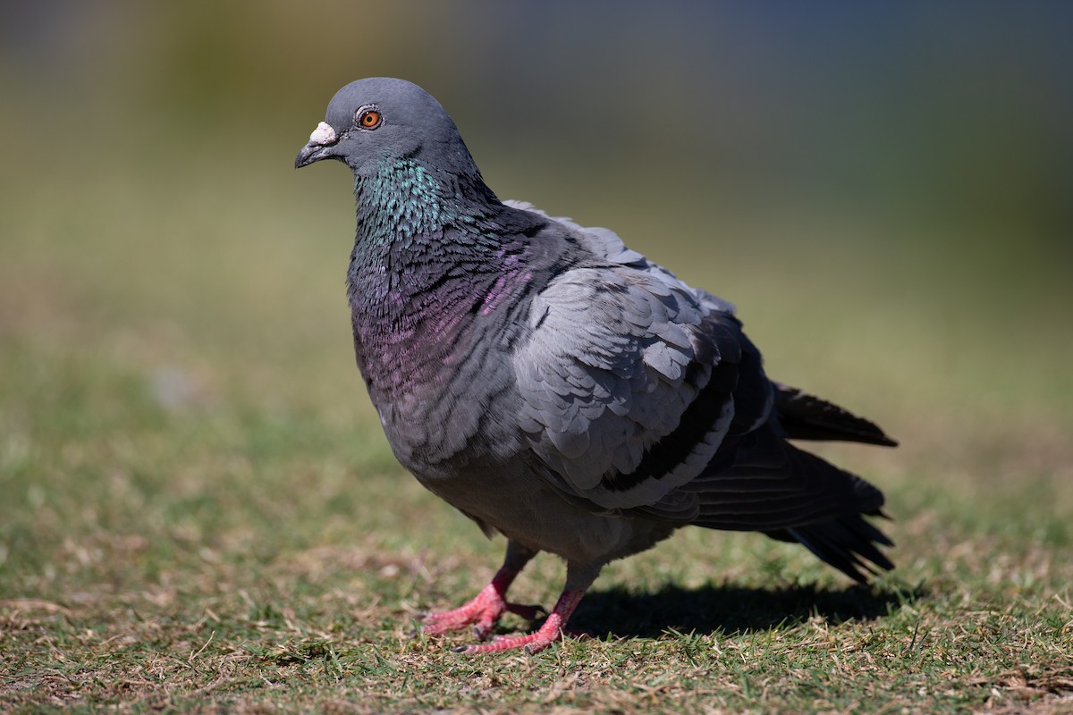 Haitz-usoa (etxekoa) - ML645966023