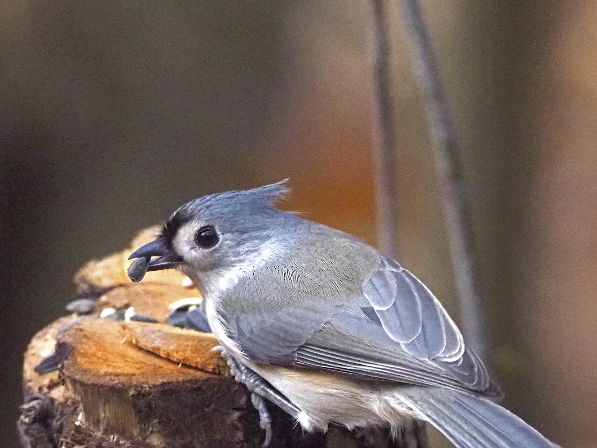 Tufted Titmouse - ML645966024