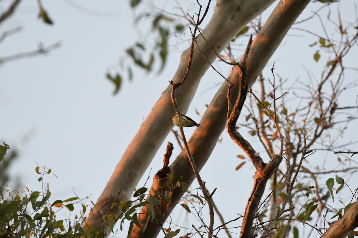 Lemon-bellied Flyrobin - ML645966028