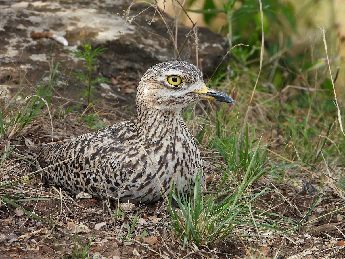 Alcaraván de El Cabo - ML645966032