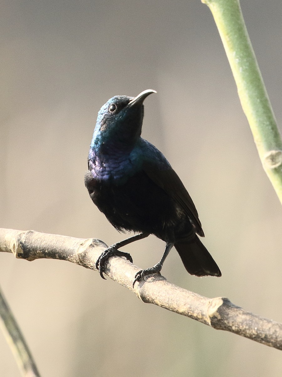 צופית סגולה - ML645966088