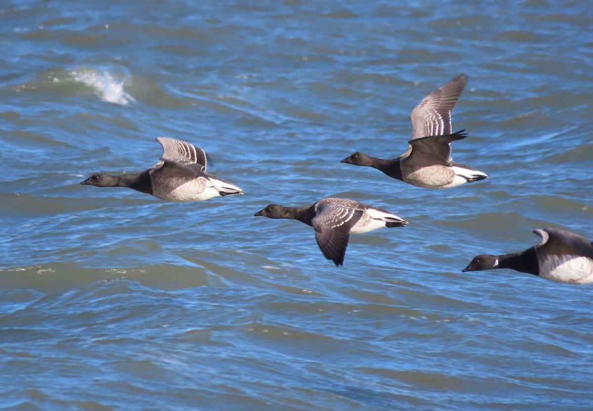 Yosun Kazı - ML645966096