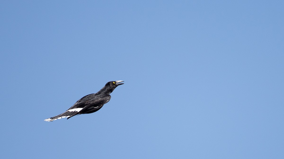 Pied Currawong - ML645966101