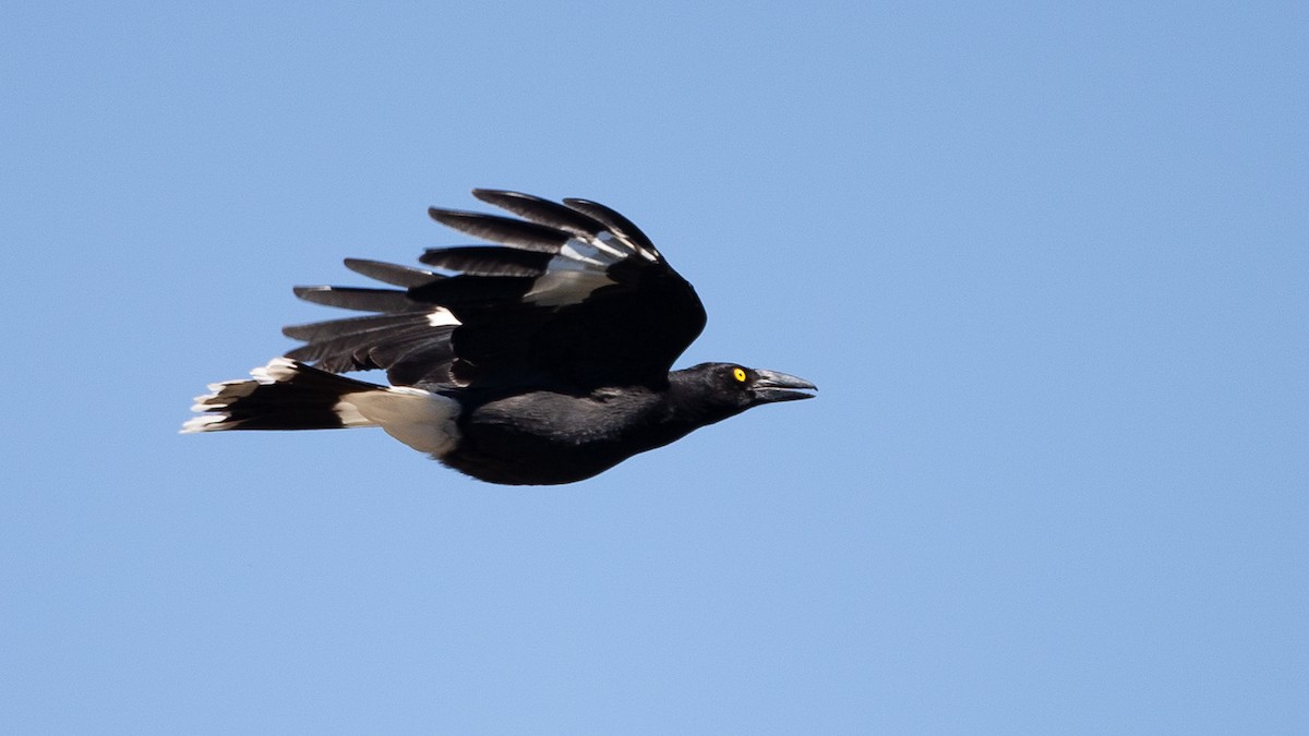Pied Currawong - ML645966102