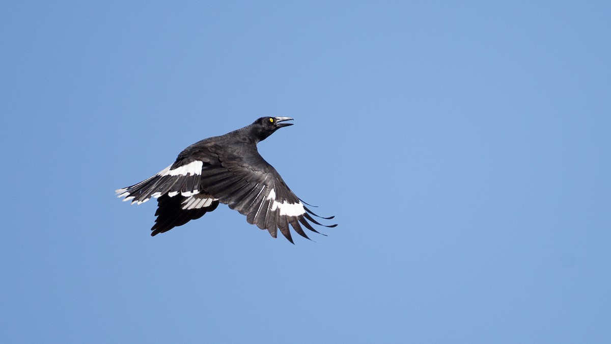 Pied Currawong - ML645966103