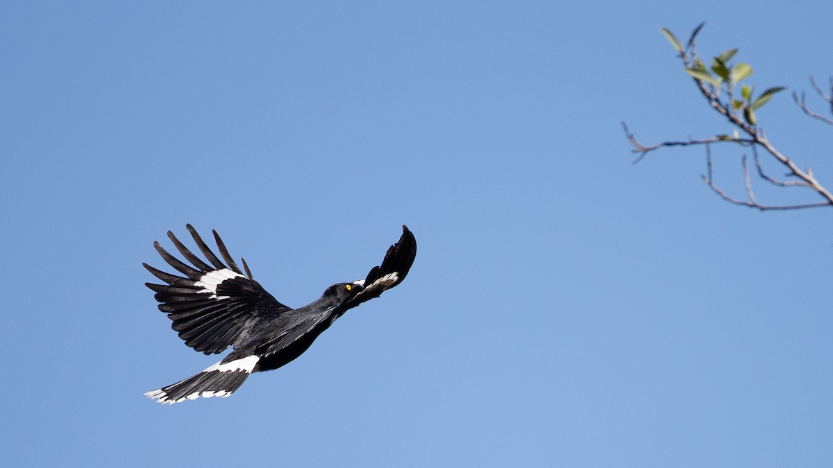 Pied Currawong - ML645966104