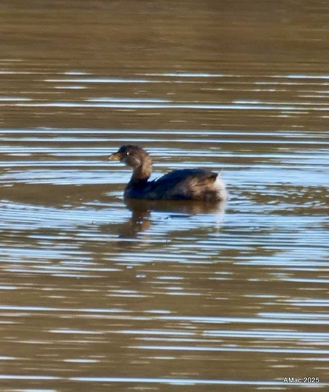 Pied-billed Grebe - ML645966105