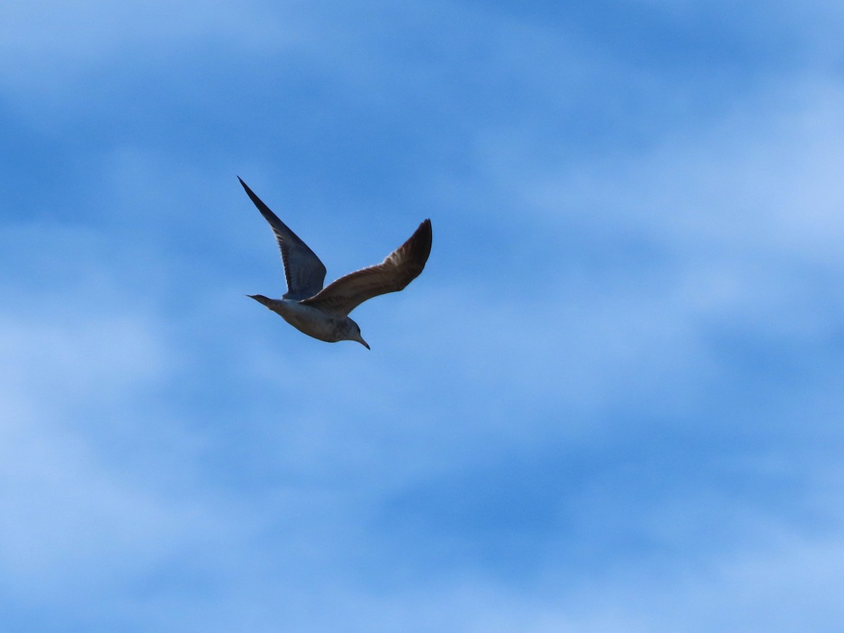 Büyük Kara Sırtlı Martı - ML645966111