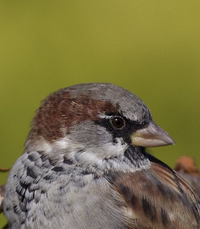 דרור הבית - ML645966117