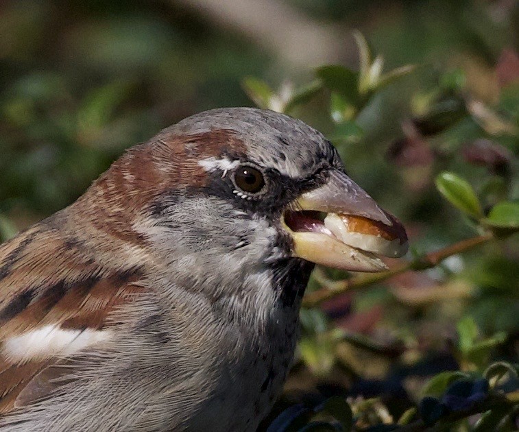 דרור הבית - ML645966119