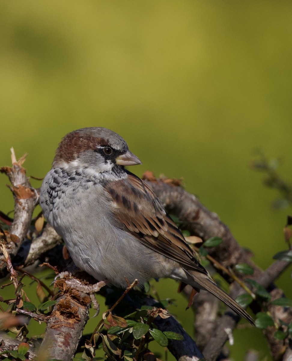 דרור הבית - ML645966120